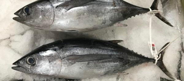 Bonito del Norte, el más apreciado de los túnidos