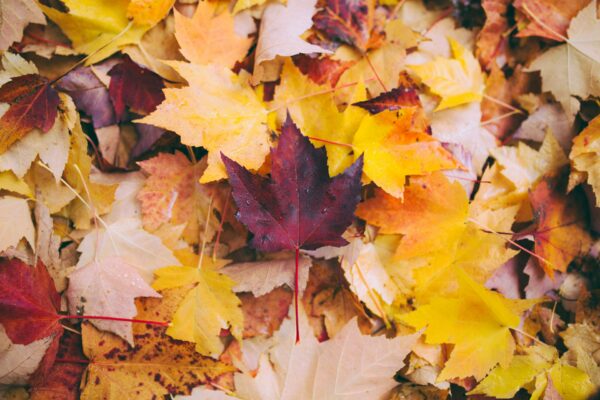 otoño