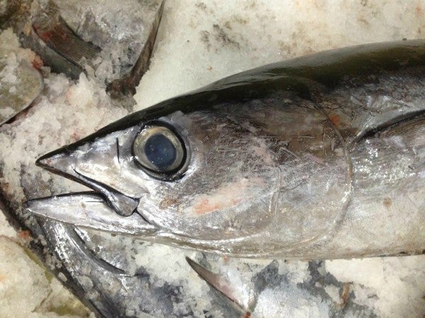 Bonito del Norte