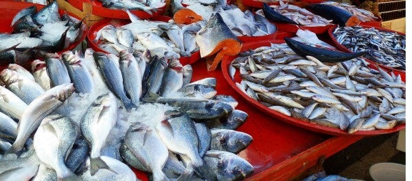 Pescado blanco y pescado azul