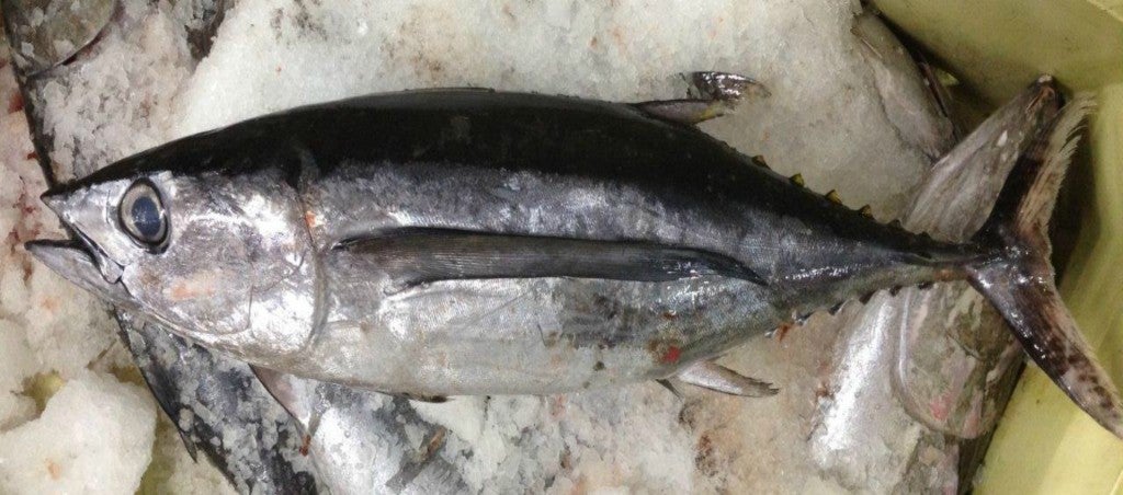 Bonito del Norte